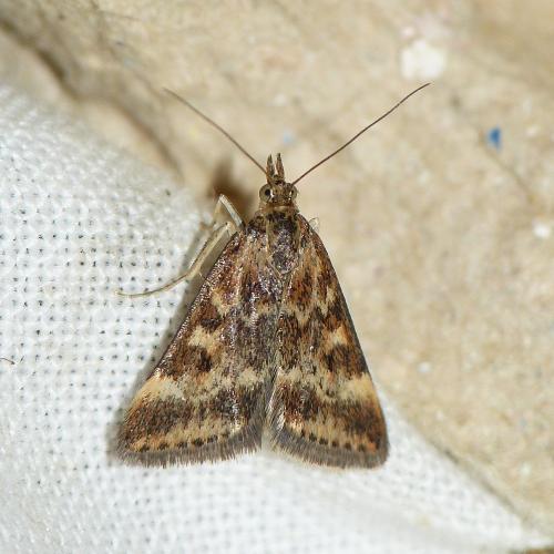 Réf. 195 600 : Pyrausta despicata